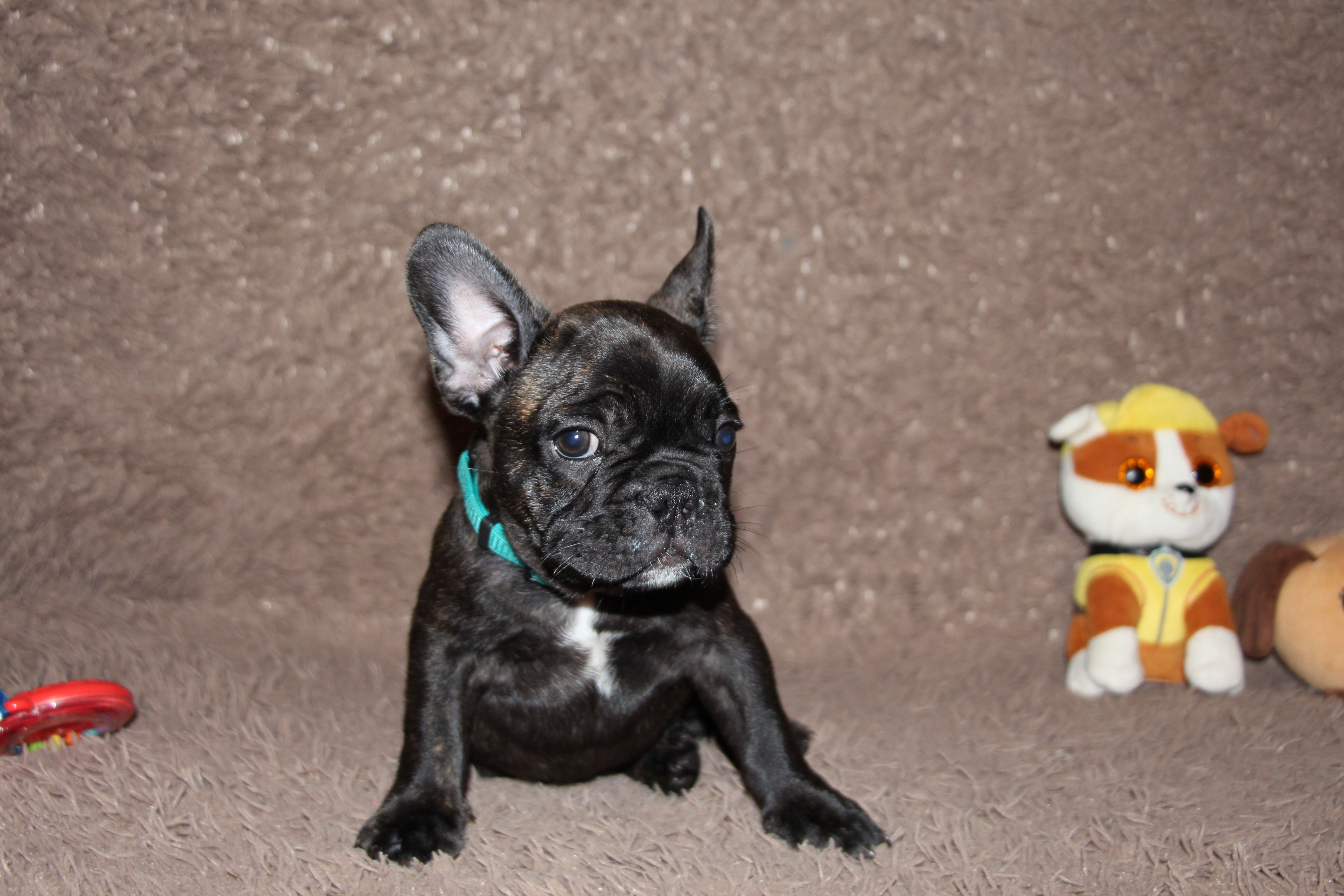 <svg class='blue'></svg> <b>Marrel</b> <svg class='blue'></svg>